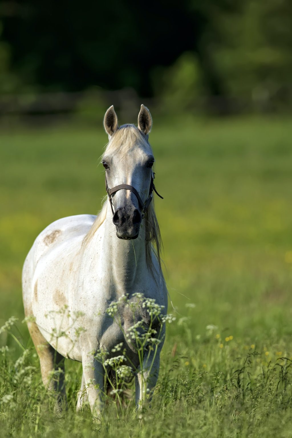 White horse in a clearing