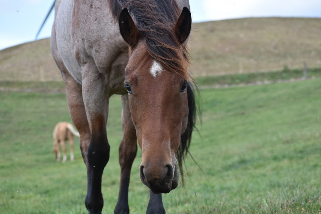 Adeline a registered Quarter Horse Mare